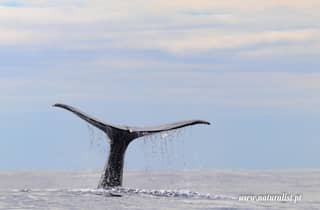 Horta, Faial: Wal- und Delfinforschungsexpedition