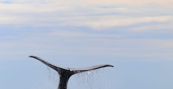 Horta, Faial: Whale & Dolphin Monitoring Expedition