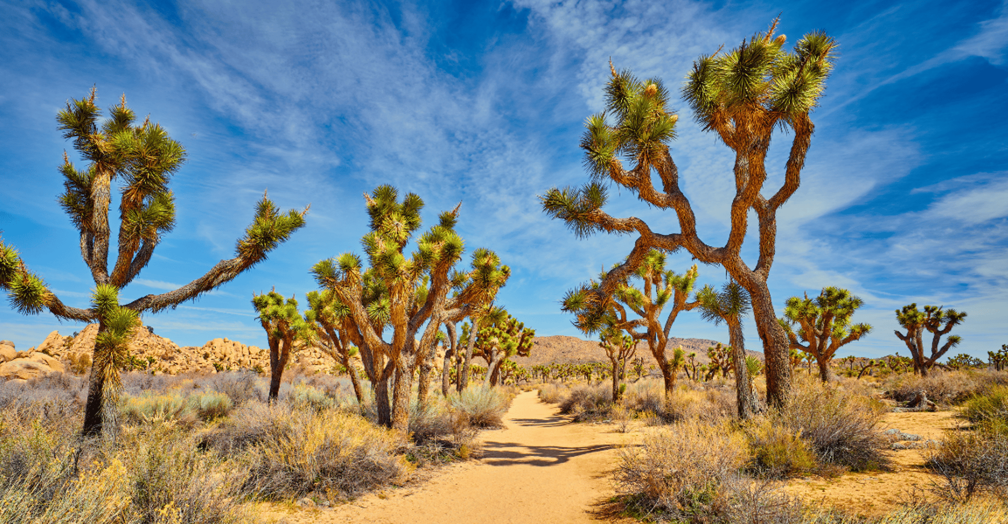 Joshua Tree National Park, Self-Guided Driving Tour - Housity