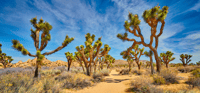 Joshua Tree National Park, zelfgeleide rijtournee - Housity