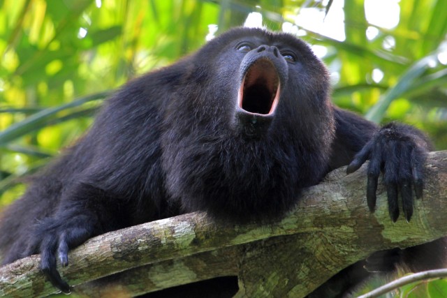 Tamarindo: Howler Monkey Mangrove kajaktocht