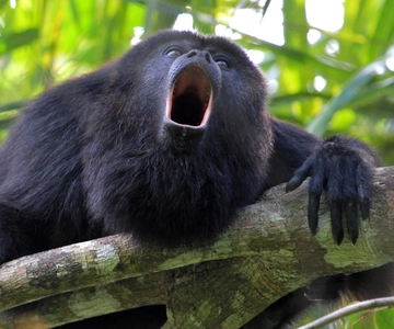 Tamarindo Estuary: Kayak Monkey Tour