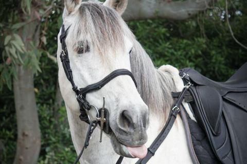Passeio a cavalo no Monte VesúvioDe Pompéia: Passeio a cavalo pelo Monte Vesúvio