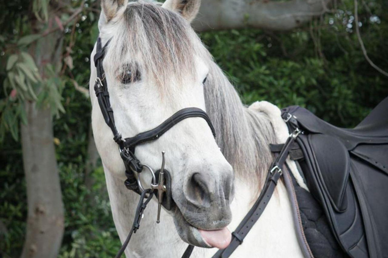 Passeio a cavalo no Monte VesúvioDe Pompéia: Passeio a cavalo pelo Monte Vesúvio