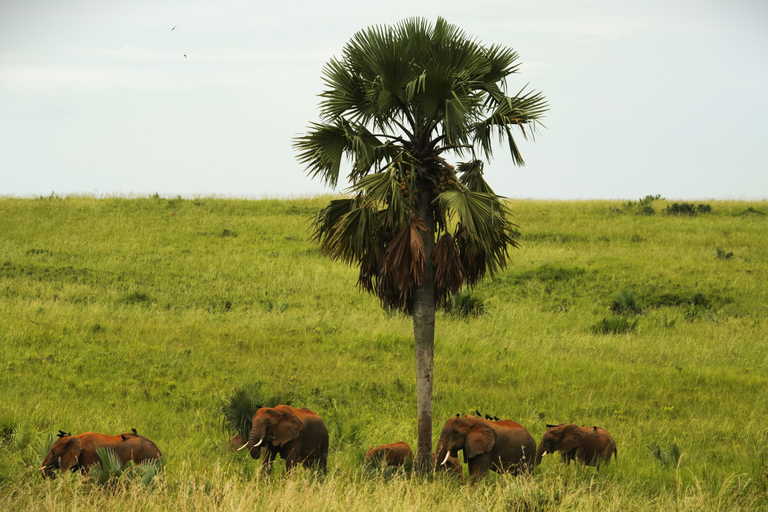 3-Day Ugandan tour with Murchison Falls, Rhinos & Chimpanzee