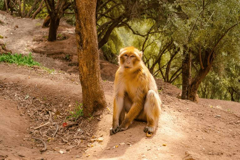 乌祖德瀑布：导游陪同的一日旅行和游船乌祖德瀑布：私人一日游（含导游及乘船游览）