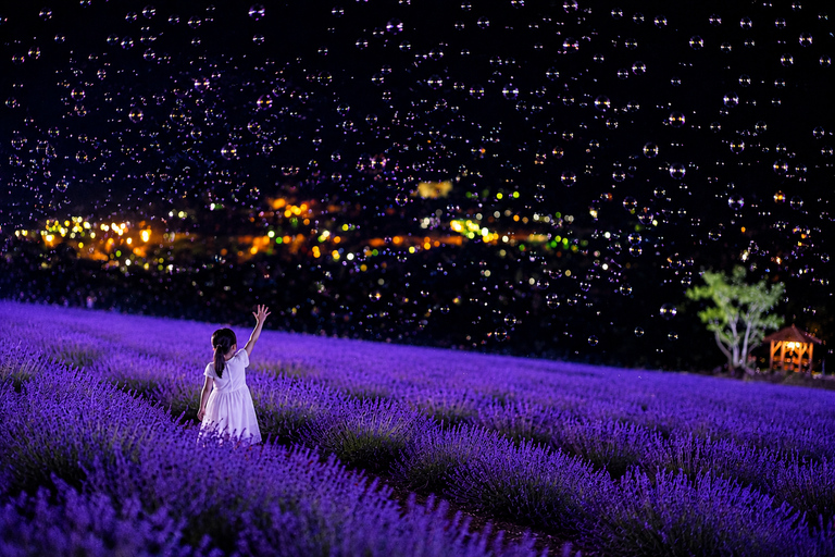 Furano: Summer Night Romantic Lavender Field Illumination
