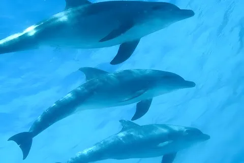 Aventura de playa y safari en Zanzíbar con snorkel en la isla de Mnemba