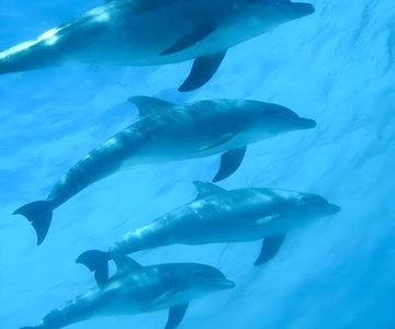 Escursione a Mnemba: scoprite le "Maldive africane" con pranzo