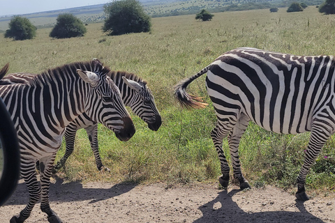 Nairobi: National Park Tour Experience