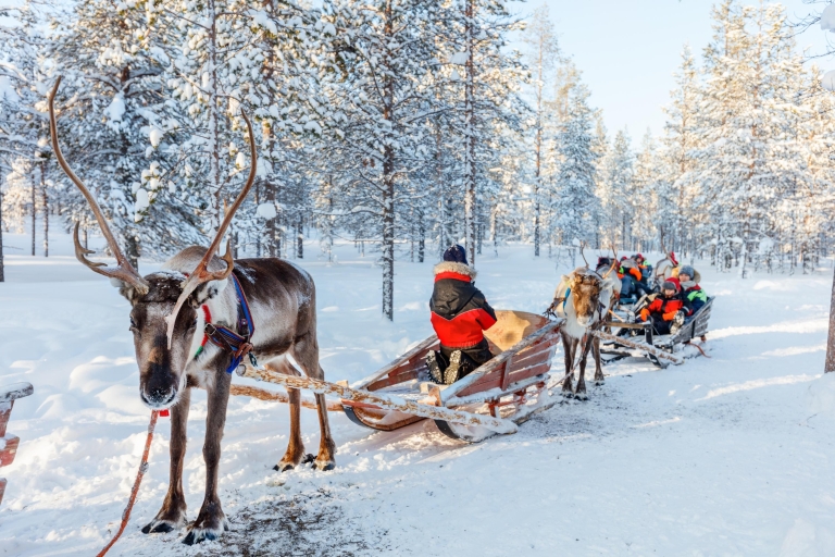 Levi: 1,5 km kulig z reniferami w śnieżnym lesie KermikkäKermikkä – ok. 1,5 km kuligu reniferowego w zaśnieżonym lesie
