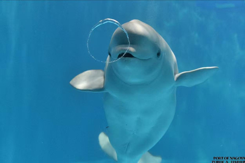 Nagoya: Port of Nagoya Public Aquarium Admission Ticket