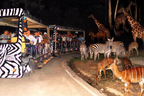 Chiang Mai: Ticket für die Nachtsafari mit HoteltransferChiang Mai: Ticket für die Nachtsafari mit Transfer vom Hotel