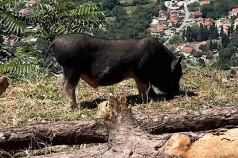 Kotor: visit fort Gorazda and Goran's Farm with ATV quad