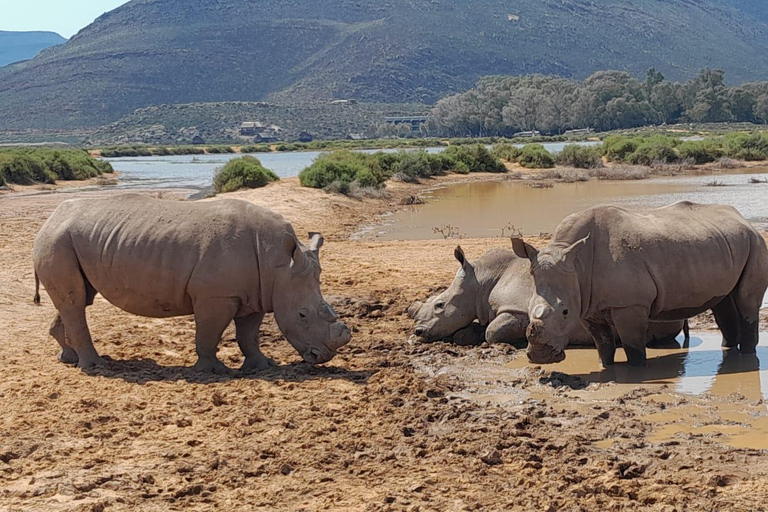 Safari al atardecer en la Reserva de Caza de Aquila con transporte privado