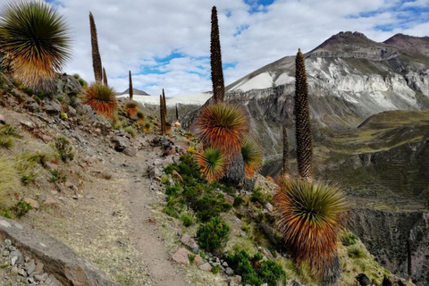 Huaraz: Pastoruri gletsjer + Raymondi Puya bos