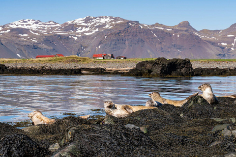 Snaefellsneshalvön och Kirkjufell - rundtur i liten gruppSnaefellsnes-halvön och Kirkjufell - tur i liten grupp