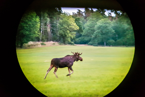 Vanuit Stockholm: wildlife-safari met diner bij kampvuur