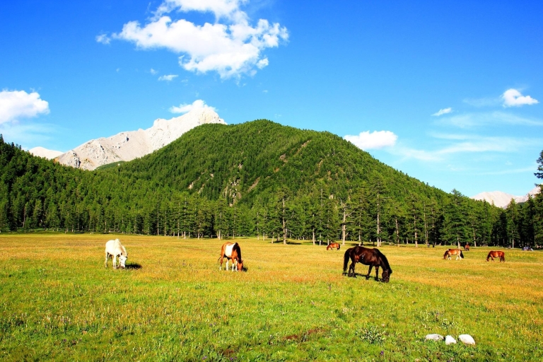 Mongolië: 17-daagse trektocht te paard rond het meer van KhovsgolMongolië: 10-daagse trektocht te paard rond het meer van Khovsgol