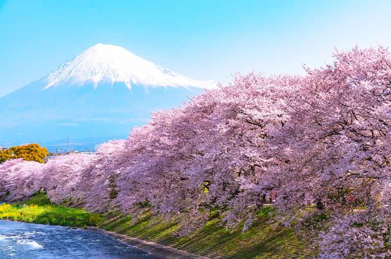 Magic Sakura - 24h Blossoming Mini Cherry Tree