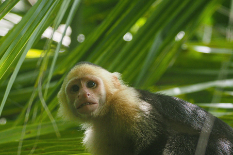 Uvita: Corcovado Rainforest & Wildlife Adventure