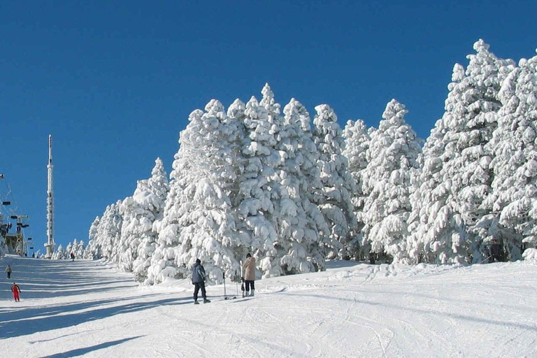 From Tbilisi: Borjomi and Bakuriani Ski resort Day Trip ❄️☃️