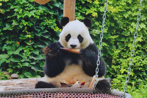 Beijing: Forbidden City & Panda Zoo Private Tour Beijing Panda Zoo （only ticket，not tour）