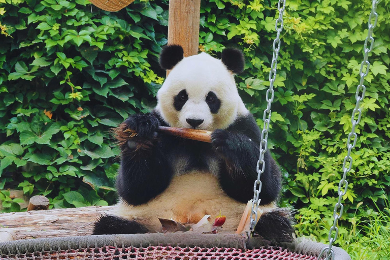 Beijing: Forbidden City & Panda Zoo Private Tour Beijing Panda Zoo （only ticket，not tour）