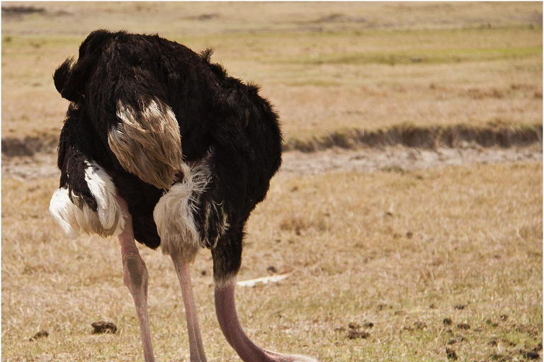 Zanzibar: tour di 2 giorni e 1 notte al Parco Nazionale di Mikumi in barca