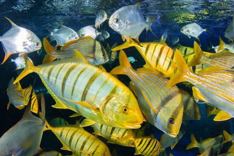 Błękitna Laguna, Wyspa Kwale, Wycieczka Rozgwiazdy, Wycieczka z Snorkelingiem