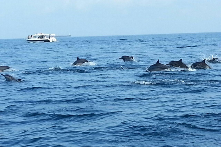 Muscat Dolphin Watching with Village Cruising Tour