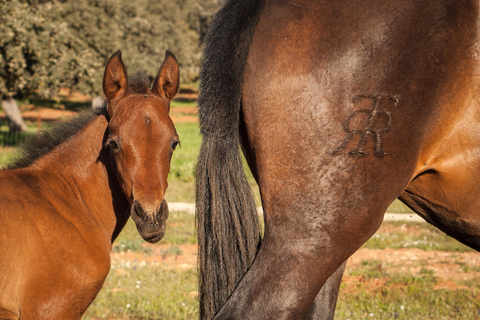 Malaga: Entrance to Reservatauro Ronda