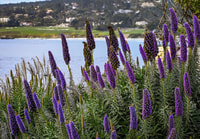 Visite de dégustation de vin et à pied de Carmel-by-the-Sea - Housity