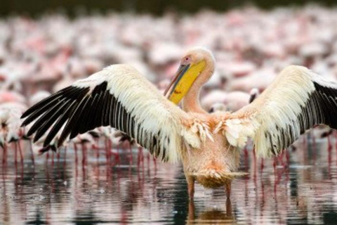 From Nairobi: 8-Day Mara, Nakuru, Naivasha & Amboseli Safari
