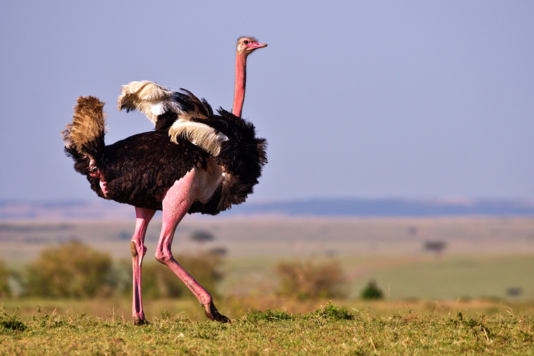 2 giorni di safari Tsavo Est e Saltlick da Diani/Mombasa