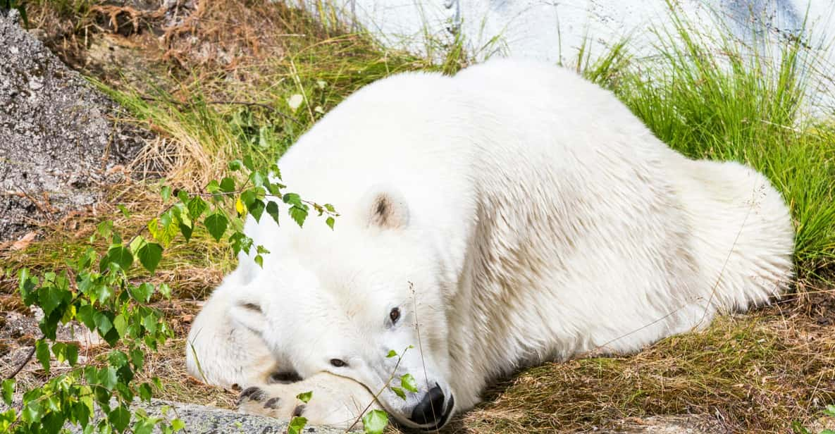 Rovaniemi: Ranua Wildlife Park Tour with Transfer | GetYourGuide