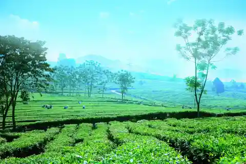 Sapa till vattenfall, Green Tea Farm med motorcykelförare