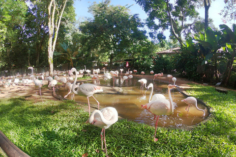 Waterfalls, Bird Park and Macuco Safari: Complete Experience