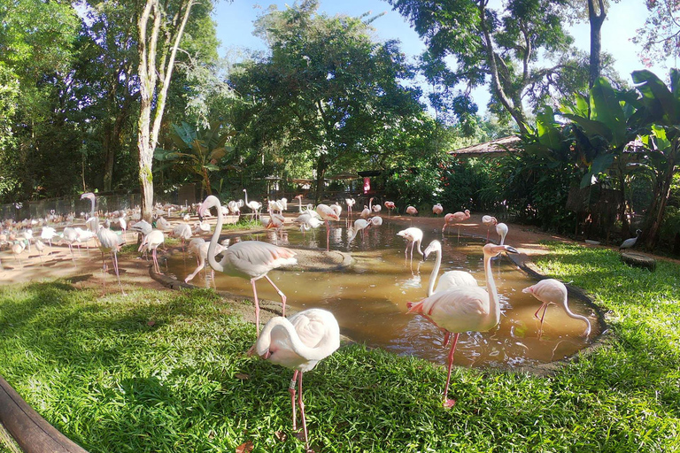 Tour guiado ao Parque das Aves - Tour VIPThe Bird Park+ (Guia e transporte)