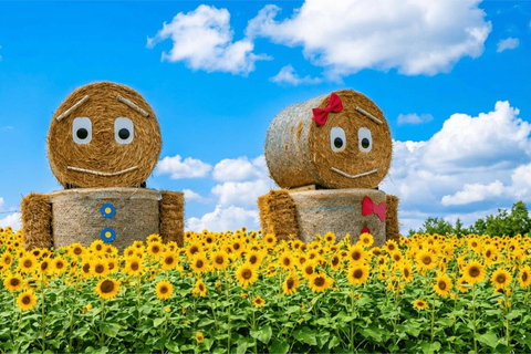 Summer Hokkaido: Furano lavender, Blue Pond,Shikisai-no-Oka 7:50 am meet at Odori Park subway station exit 31