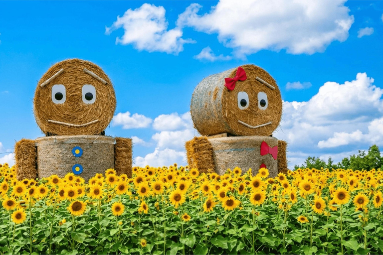 Summer Hokkaido: Furano lavender, Blue Pond,Shikisai-no-Oka 7:50 am meet at Odori Park subway station exit 31