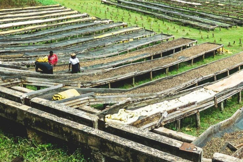 Guided tour to Fairview Coffee Farm