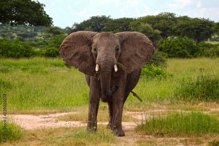 Dar es Salaam: 3-Day Nyerere National Park Safari