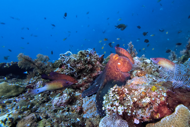 Open Water Course at Liberty Wreck & Kayak Adventure in Bali