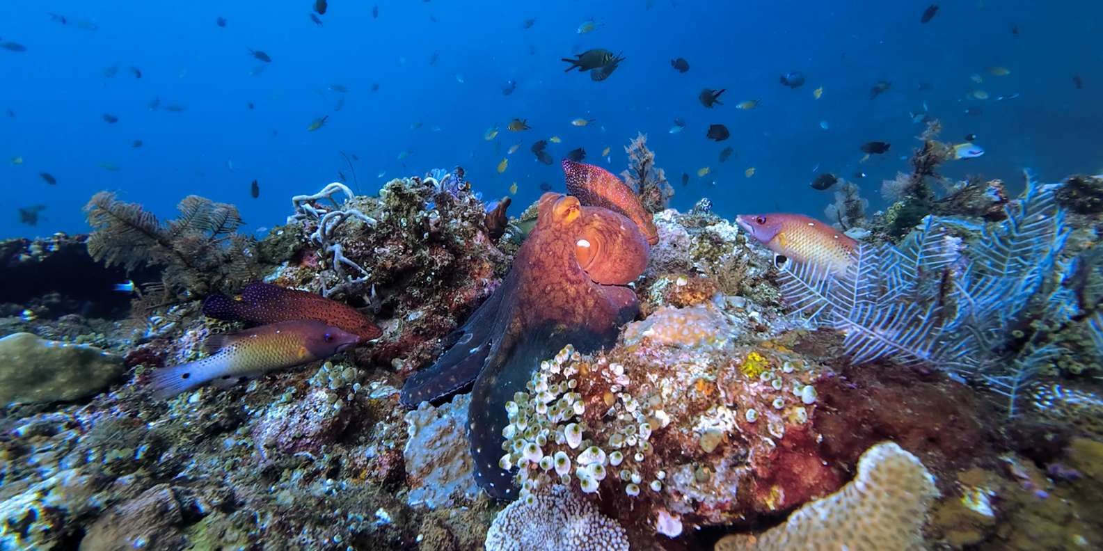 Open Water Course at Liberty Wreck & Kayak Adventure in Bali