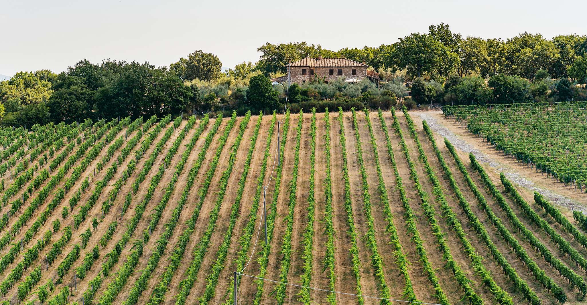 From Florence: Small Group Wine Tasting Tour to Tuscany photo 5