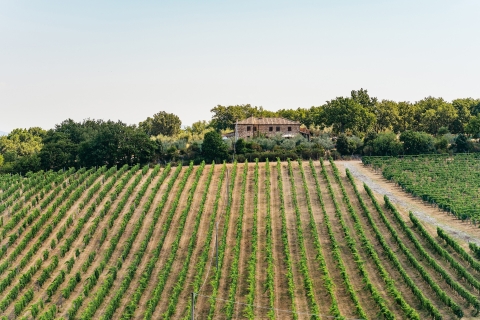 Florence: Groepsrondleiding en wijnproeverij ToscaneToscane: middagtour wijnproeverij in kleine groep
