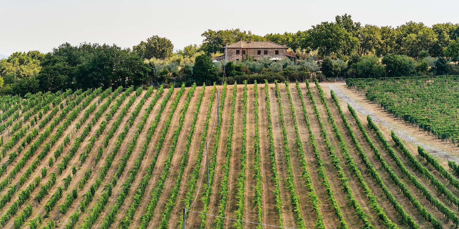 From Florence: Small Group Wine Tasting Tour to Tuscany