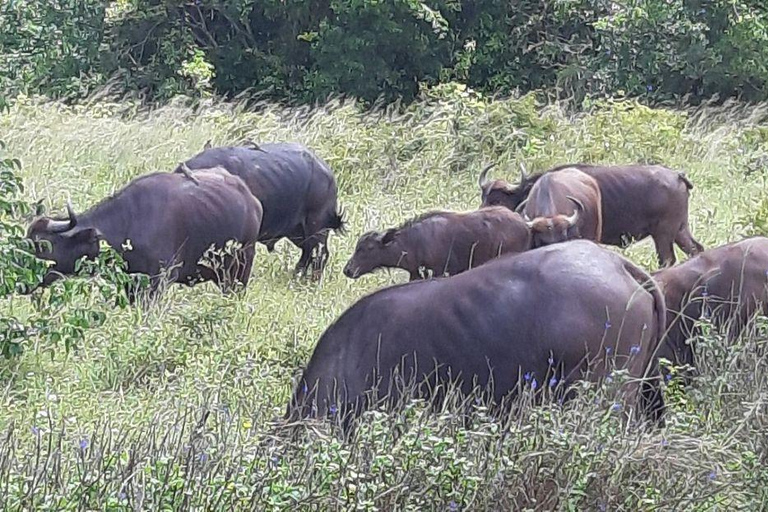 Kwale: Private day tour to Shimba Hills with Picnic lunch