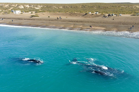 Puerto Madryn: El Doradillo Whale Watching Half-Day Tour